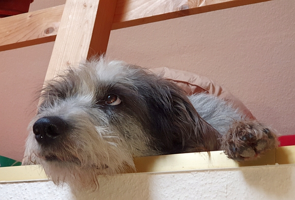 Hannes