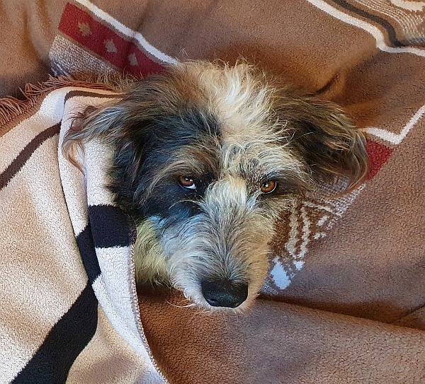 Hannes