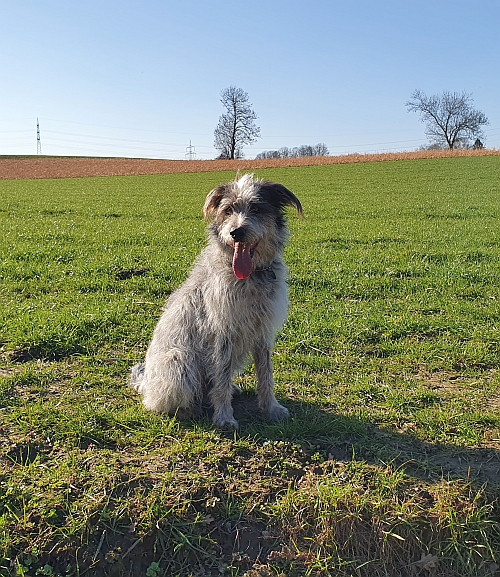 Hannes