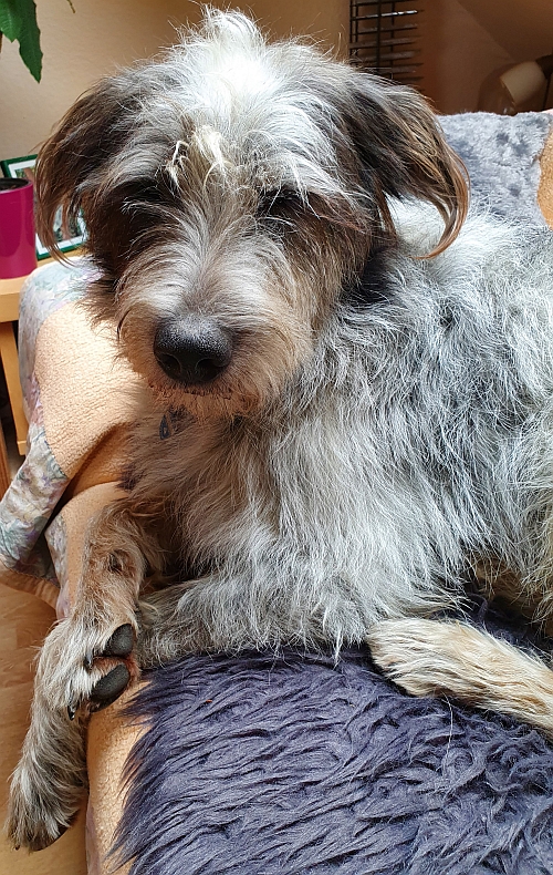 Hannes