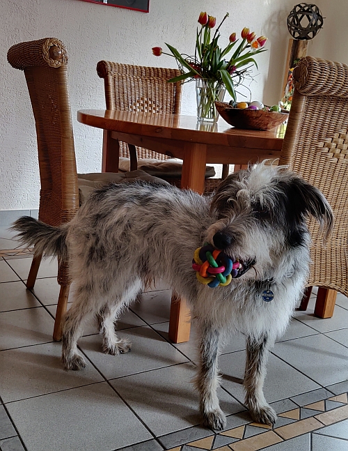 Hannes