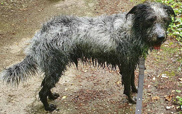 Hannes