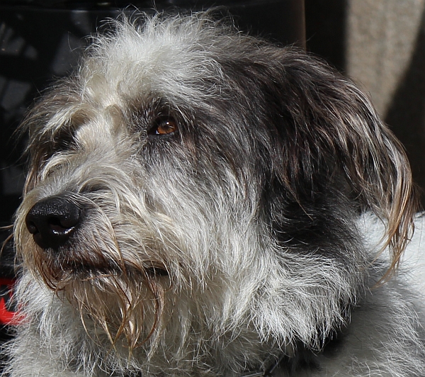 Hannes