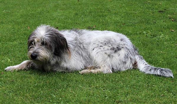 Hannes