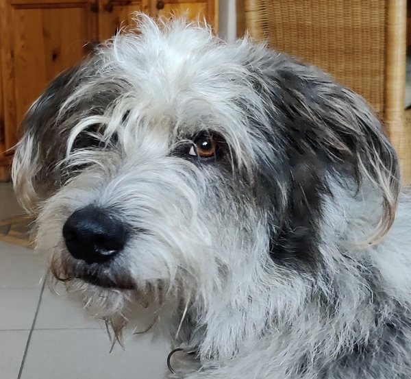 Hannes