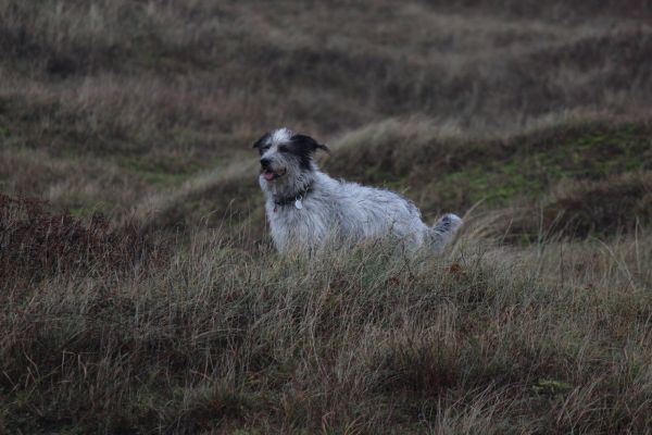 Hannes