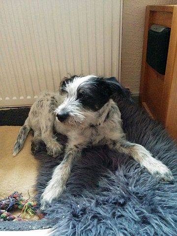 Hannes