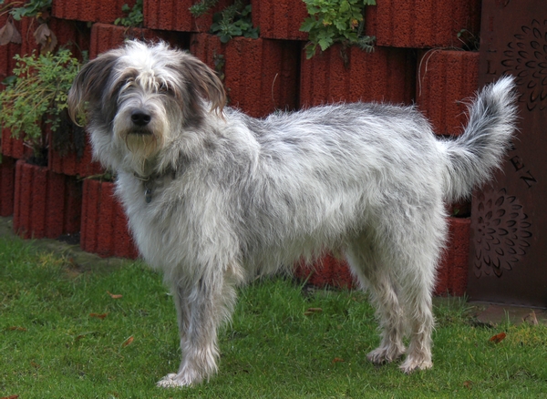 Hannes