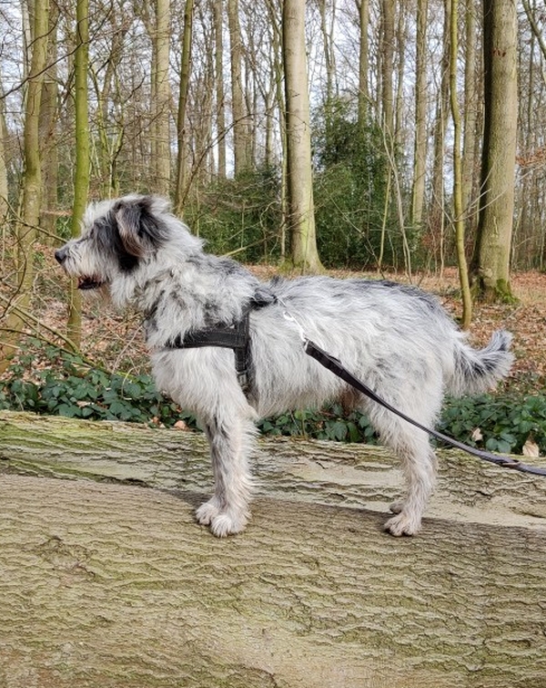 Hannes