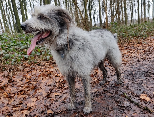 Hannes