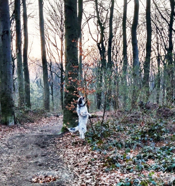 Hannes