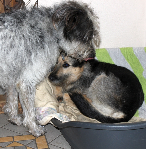 Hannes