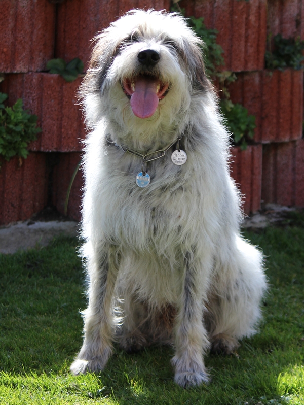 Hannes