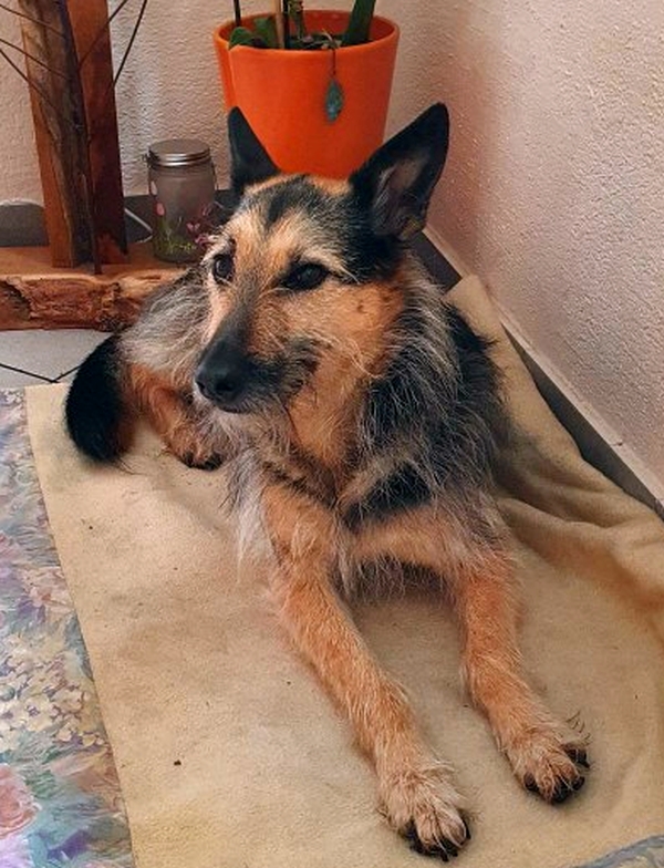 Hannes