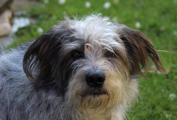 Hannes