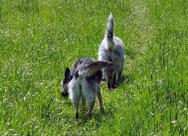 Hannes