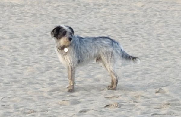 Hannes