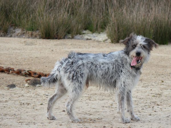 Hannes