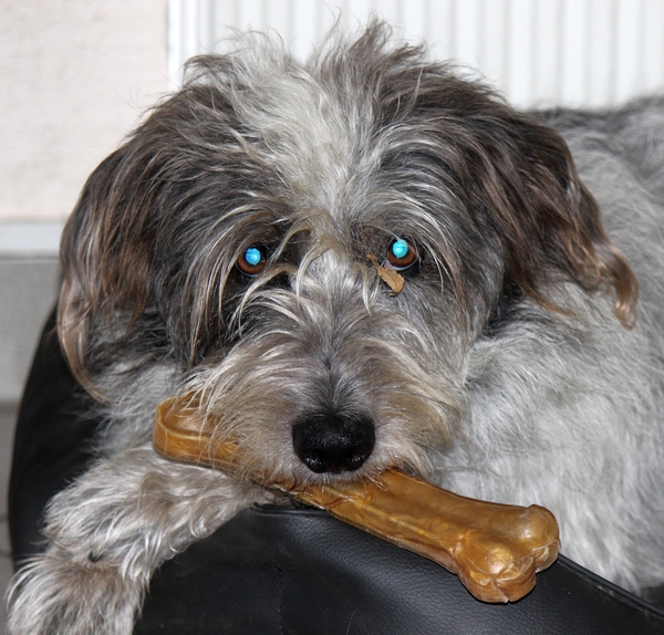 Hannes