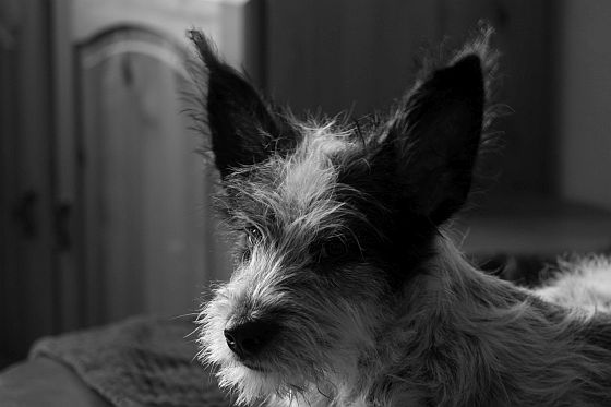 Hannes