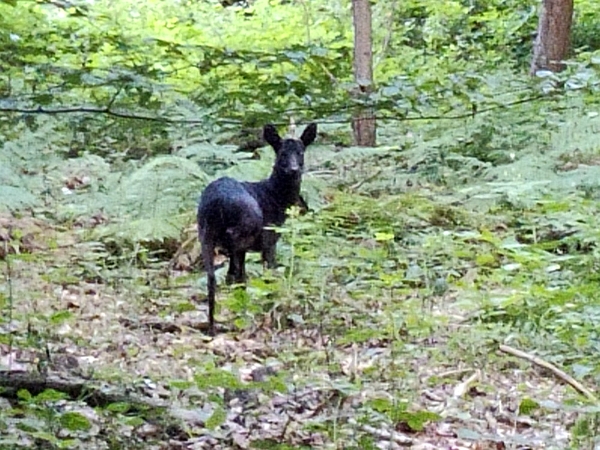 Scheues Waldtier mit drei Buchstaben
