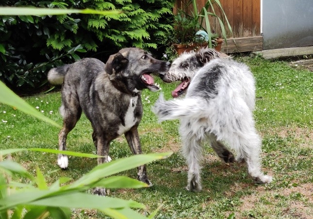 Scheues Waldtier mit drei Buchstaben