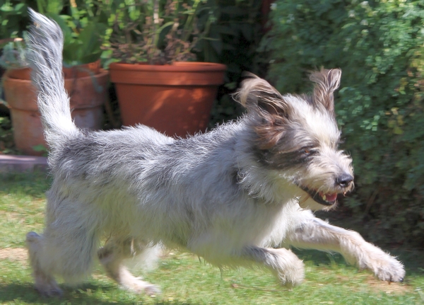 Hannes