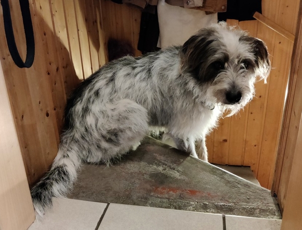 Hannes