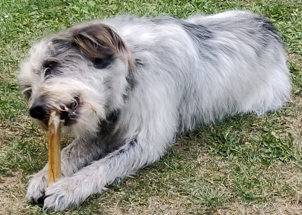 Hannes