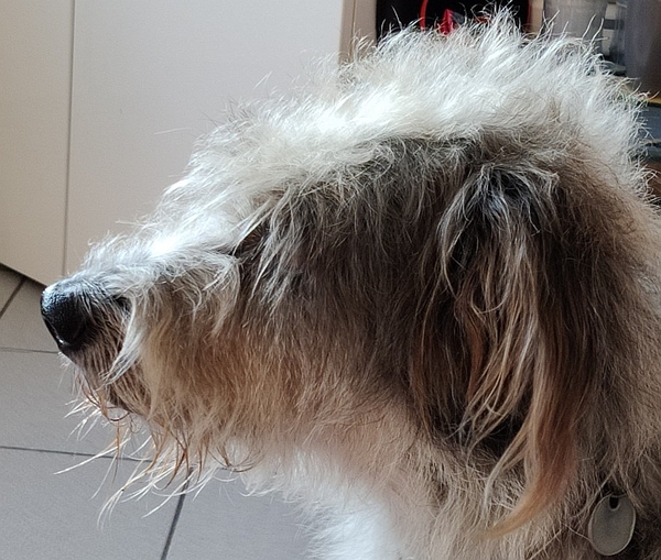 Hannes