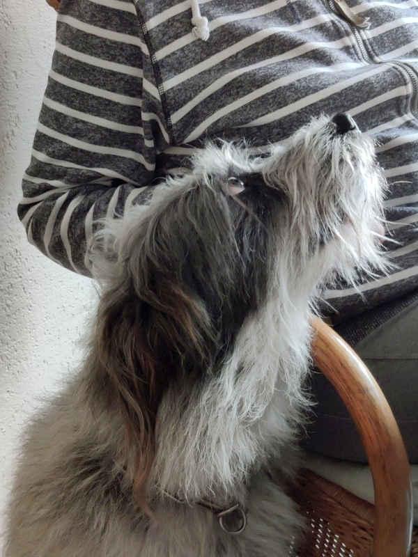 Hannes