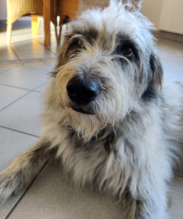 Hannes