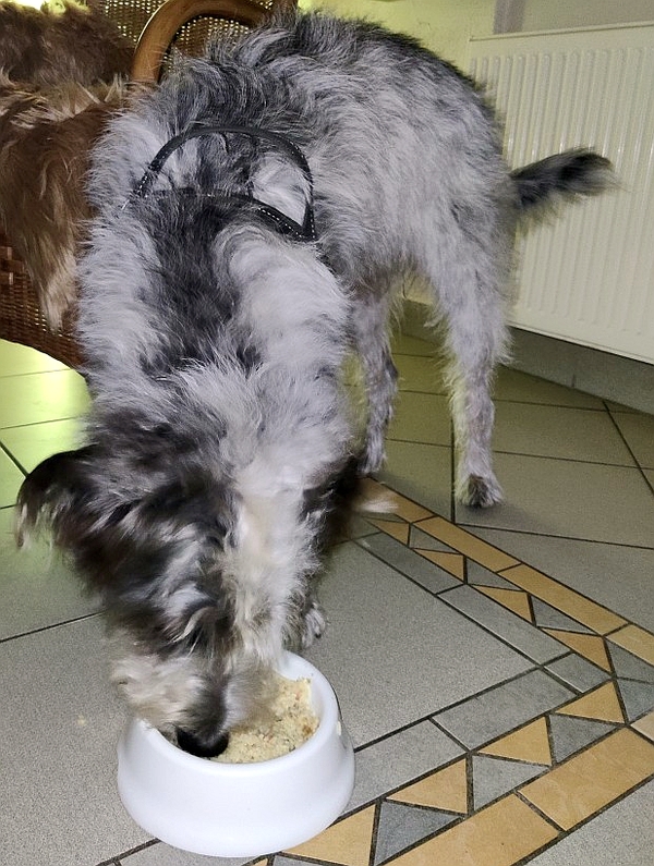 Hannes