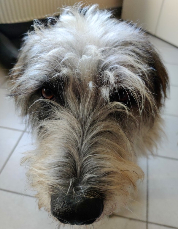 Hannes