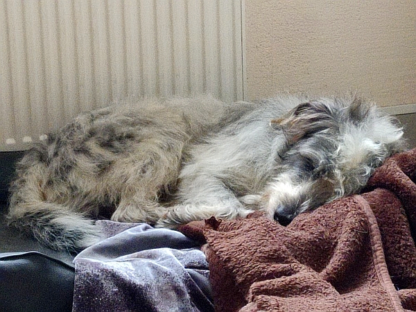 Hannes