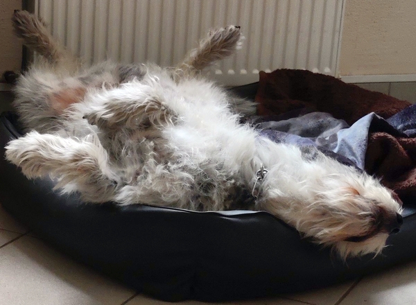 Hannes