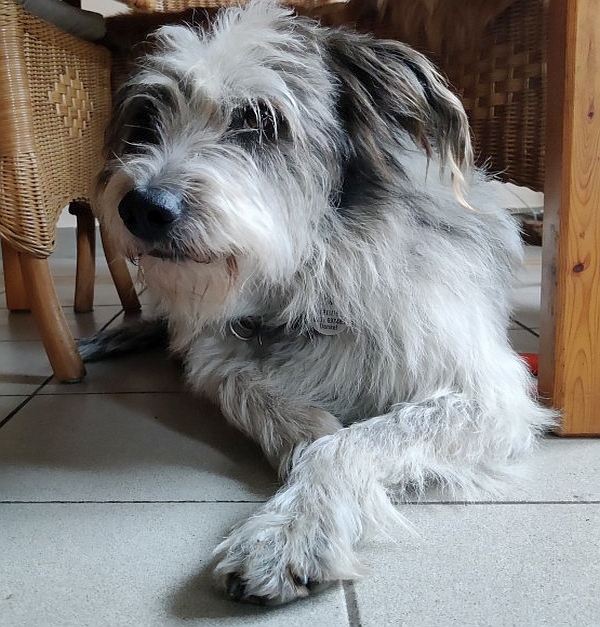 Hannes