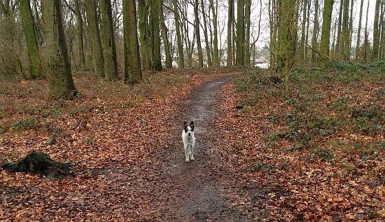 Hannes