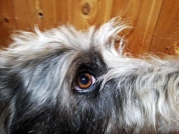 Hannes