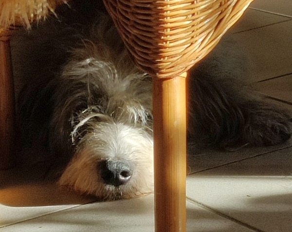 Hannes