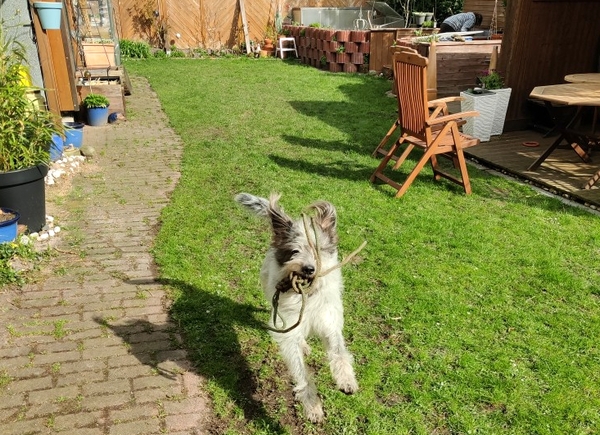 Hannes
