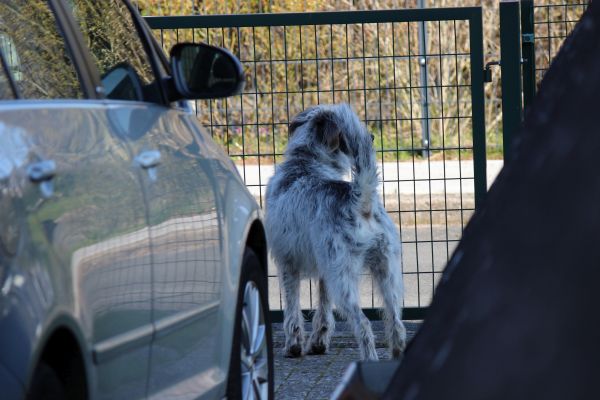 Hannes