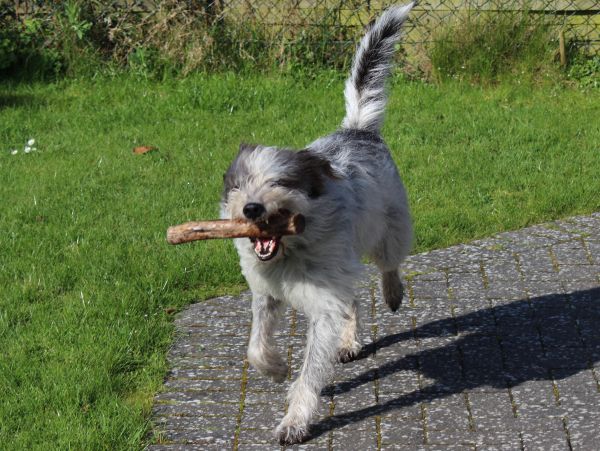 Hannes