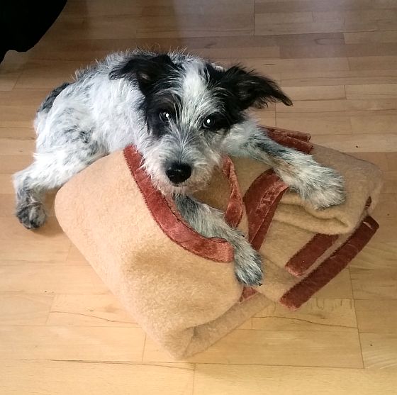 Hannes