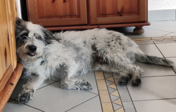 Hannes
