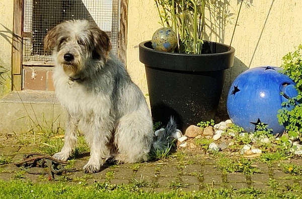 Hannes