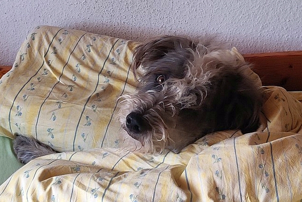 Hannes