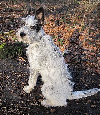 Hannes