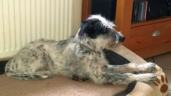Hannes