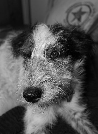 Hannes